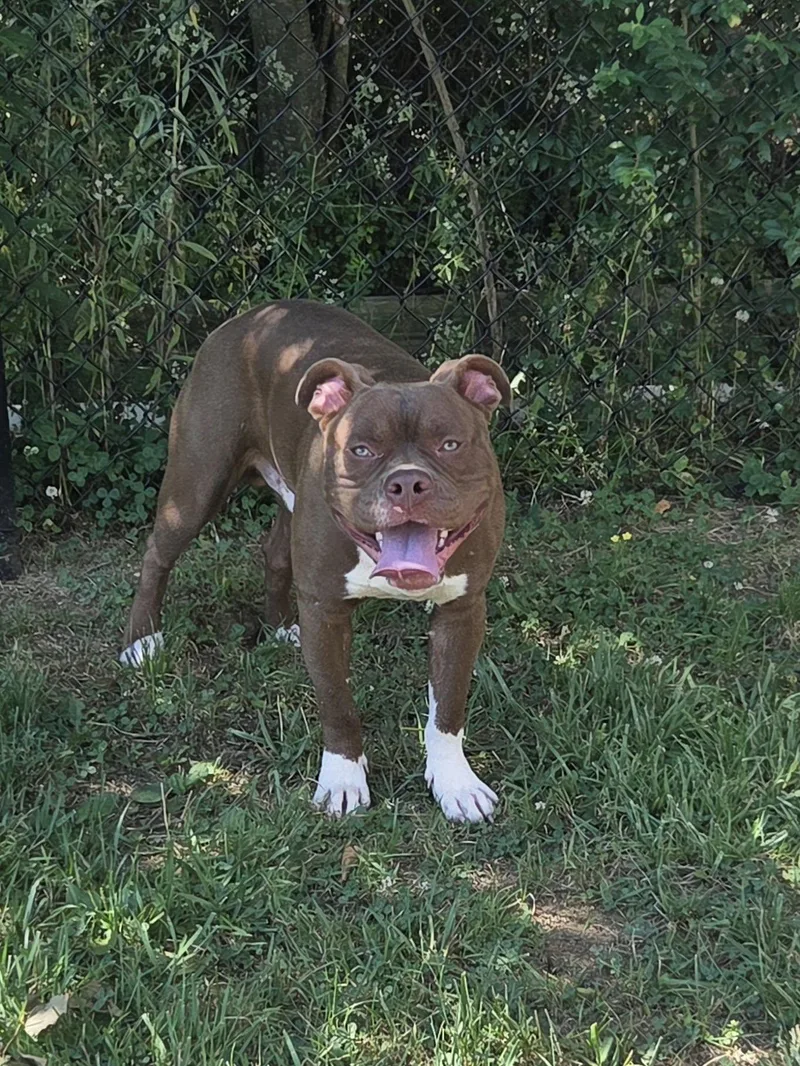 A young medium-sized male Brown / Chocolate Boxer dog named Lenny for adoption in Lebanon, TN
