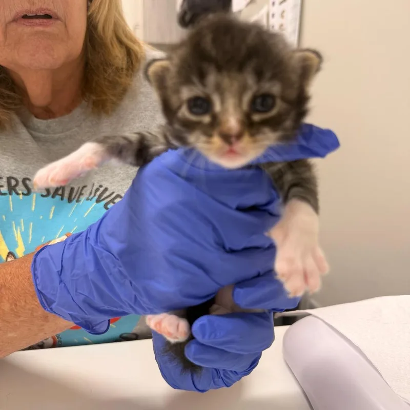 A baby small-sized female Black Domestic Short Hair cat named Hudson for adoption in Chattanooga, TN