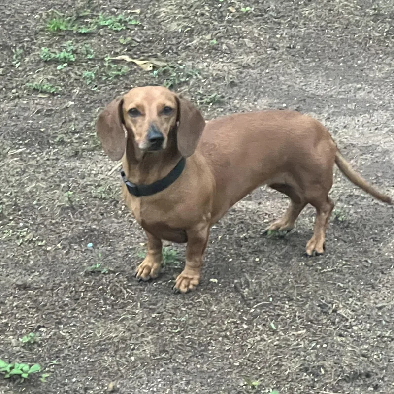 An adult small-sized female Black Dachshund dog named Winston And Maggie for adoption in Mobile , AL