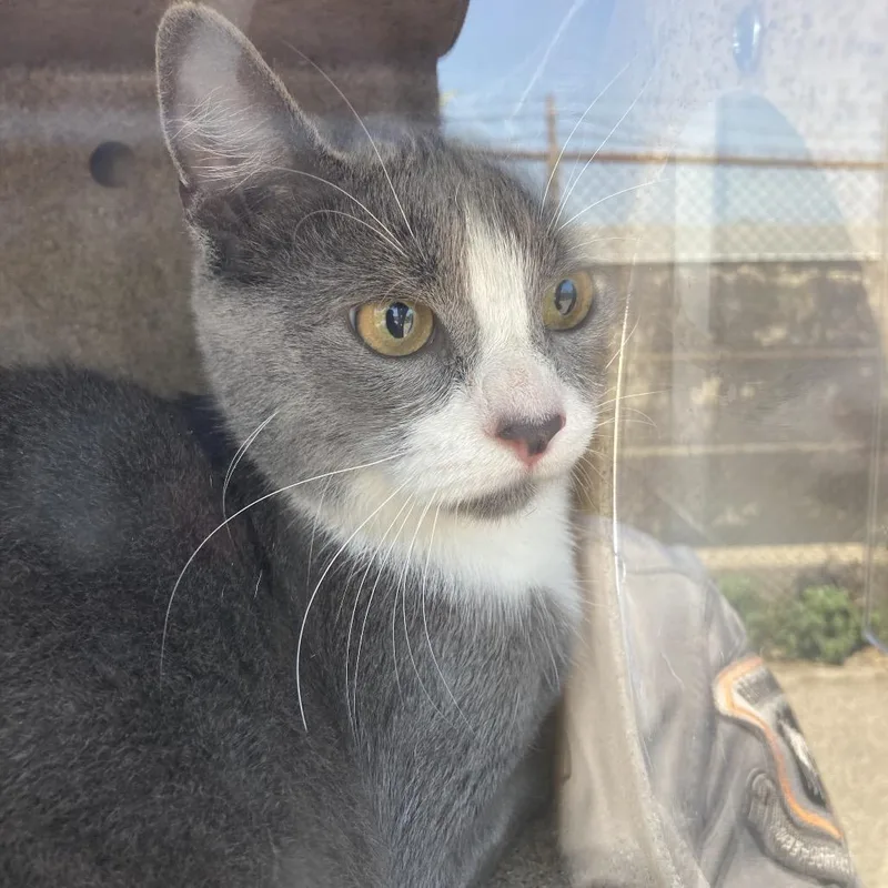 A young medium-sized female Gray / Blue / Silver Domestic Short Hair cat named Ninna for adoption in Philadelphia, PA