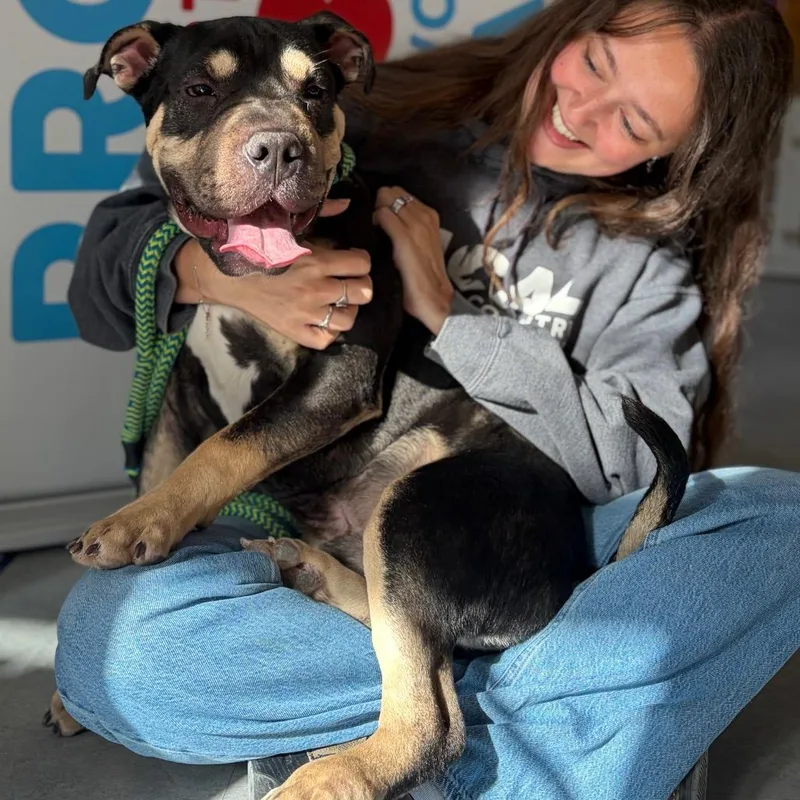 A young medium-sized male Brown / Chocolate Shar-Pei dog named Bumble for adoption in Morrisville, VT