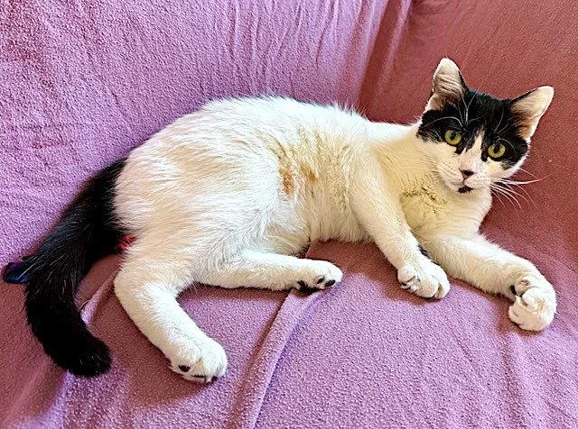 A young medium-sized female Black & White / Tuxedo Domestic Short Hair cat named Priscilla for adoption in Reston, VA