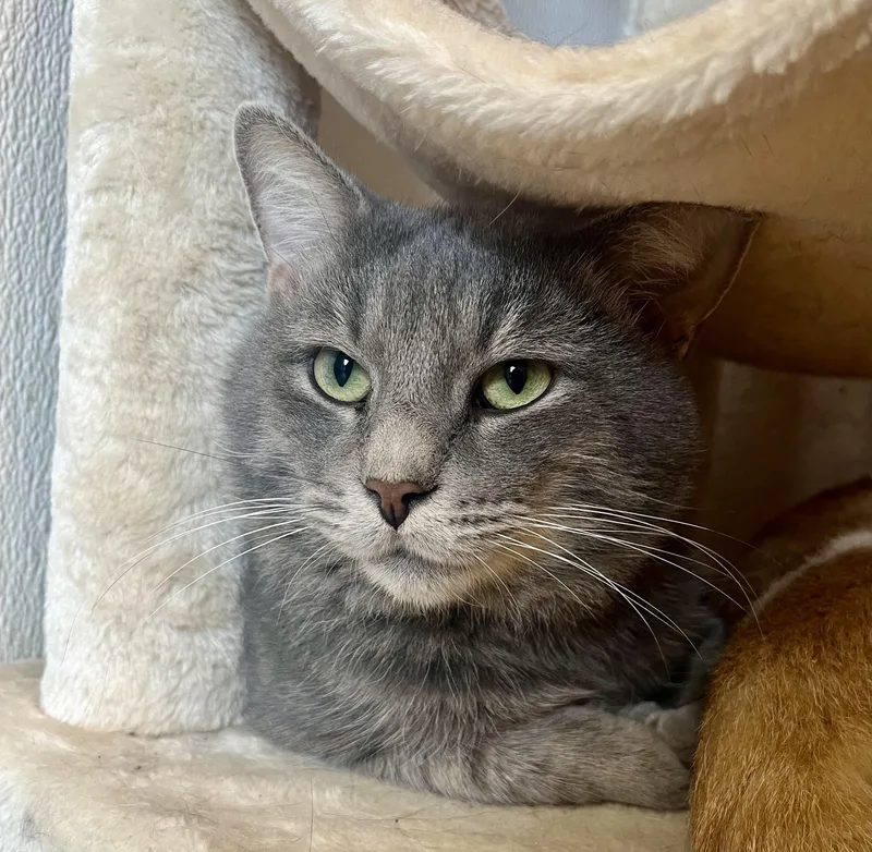 An adult medium-sized male Tabby (Gray / Blue / Silver) Domestic Short Hair cat named Albie for adoption in Seville, OH