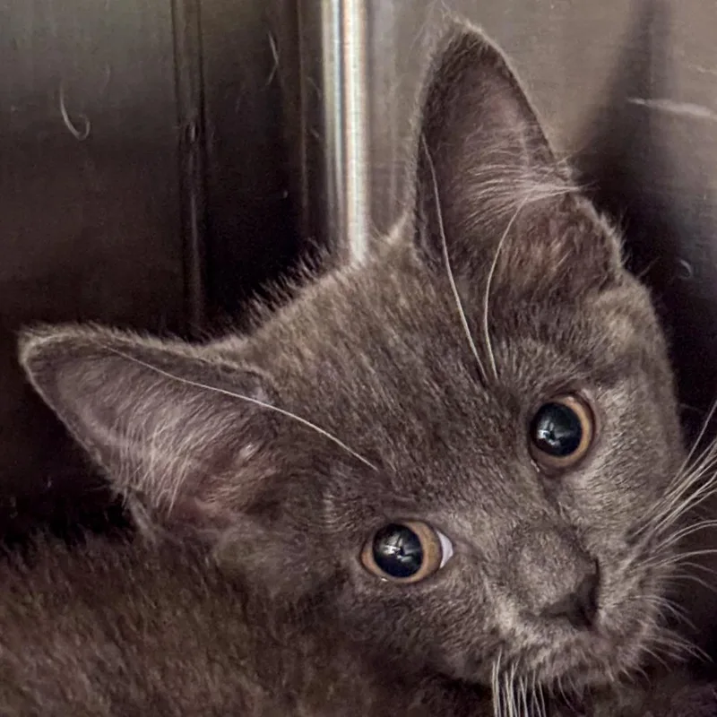 A baby small-sized female Gray / Blue / Silver Domestic Short Hair cat named Pixel for adoption in Kennebunk, ME