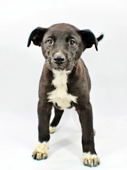 A baby large-sized female Flat-Coated Retriever dog named Pearl for adoption in Morton Grove, IL