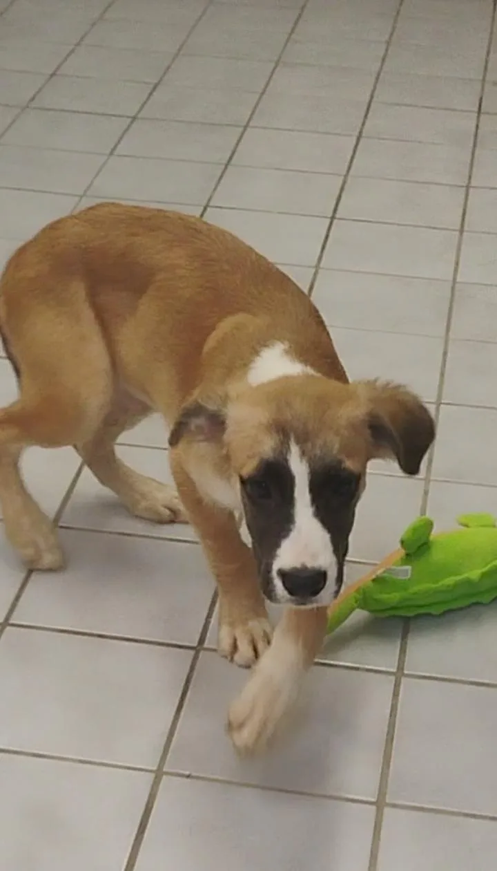 A baby large-sized male Boxer dog named Radar for adoption in Saint Jo, TX