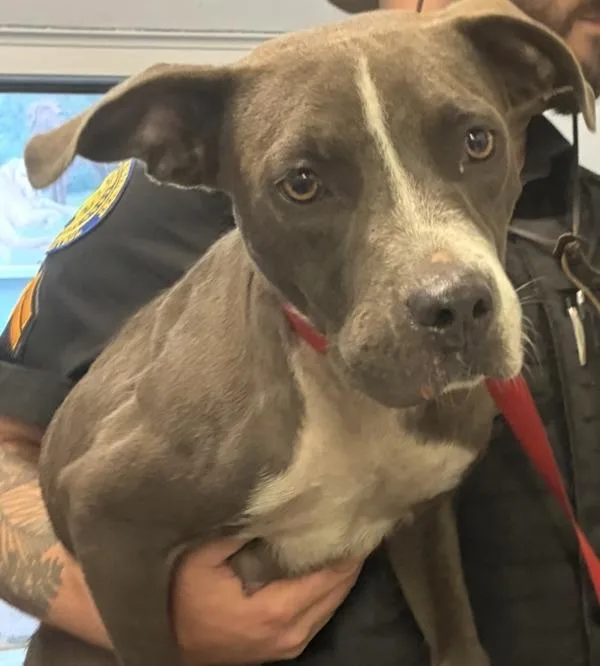 A young medium-sized female Pit Bull Terrier dog named Trinity for adoption in Mobile, AL