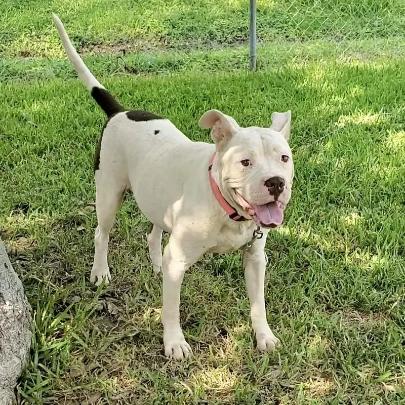 A young medium-sized male American Staffordshire Terrier dog named Igby for adoption in Longview, TX