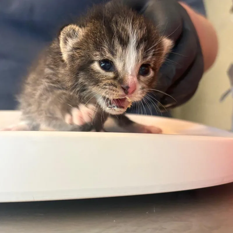 A baby small-sized male Brown / Chocolate Domestic Short Hair cat named Henri for adoption in Pasadena , MD