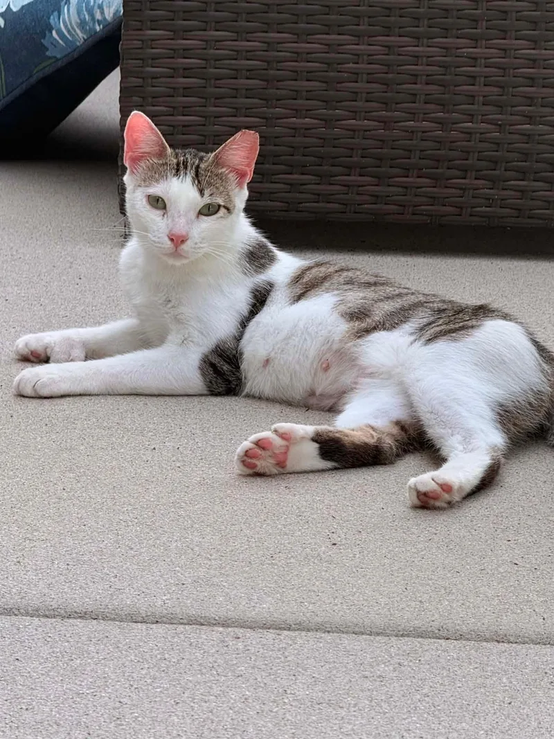 A young medium-sized female White Domestic Short Hair cat named Polly the Polydactyl for adoption in Little River, SC