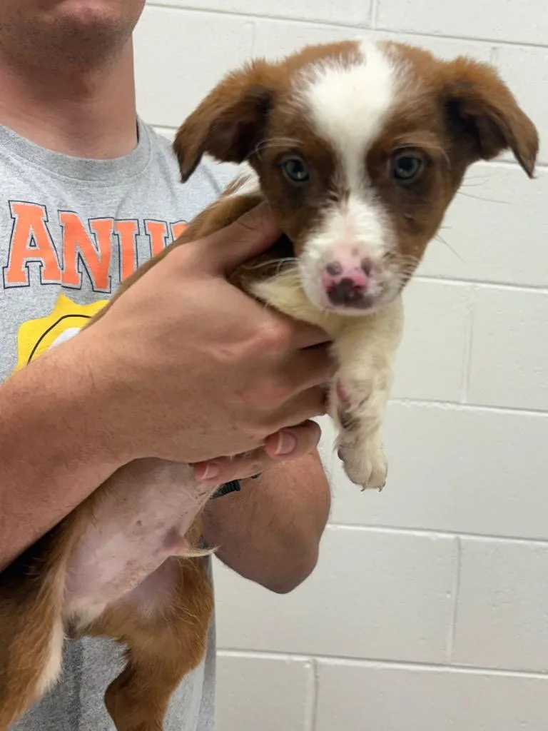 A baby medium-sized male Australian Shepherd dog named Chevelle Ac for adoption in Greeneville, TN