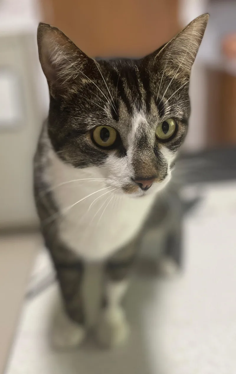 An adult large-sized male Tabby (Gray / Blue / Silver) Domestic Short Hair cat named Archie for adoption in Neillsville, WI