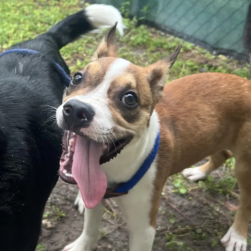 A baby small-sized male Mixed Breed dog named Grogu for adoption in Naples, FL