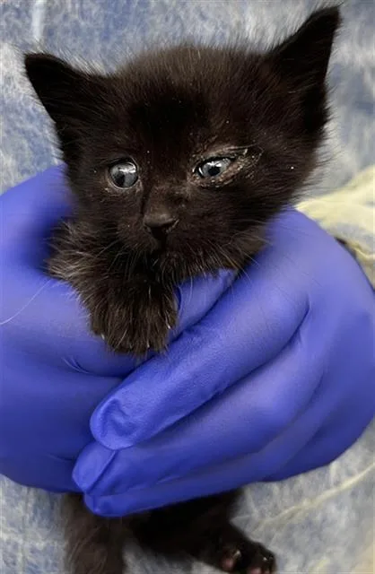 A baby medium-sized female Domestic Short Hair cat named Lexus for adoption in Dallas, TX