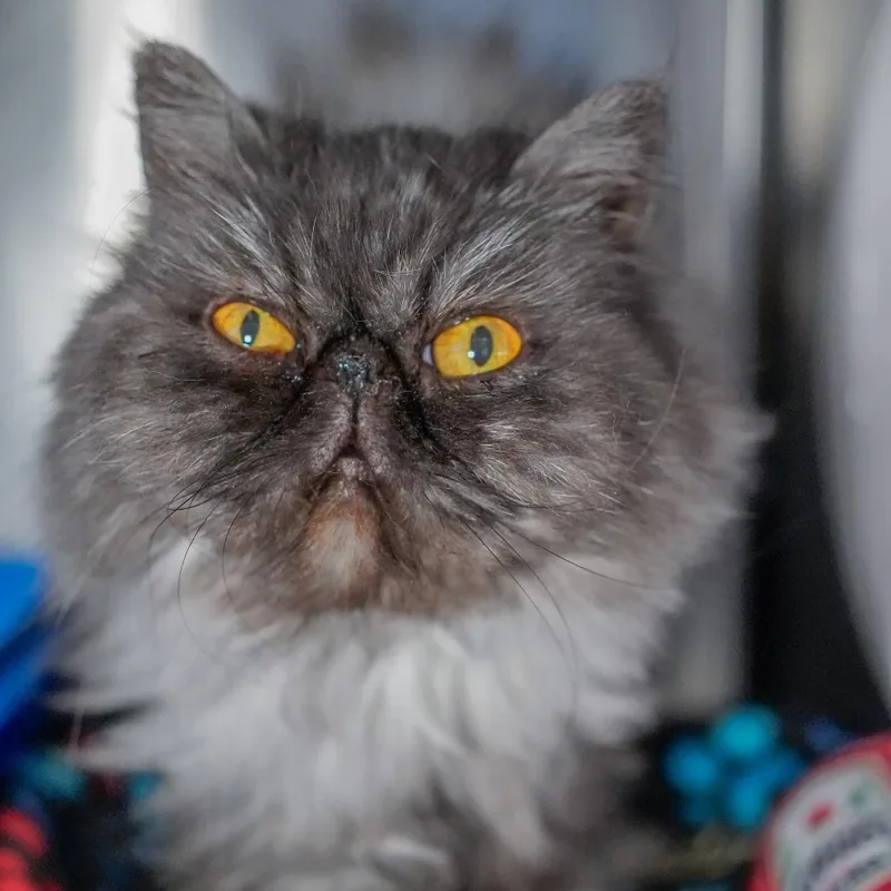 A senior medium-sized female Smoke Persian cat named Josephine for adoption in Thomaston, ME