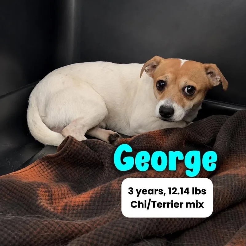 George thumbnail 2