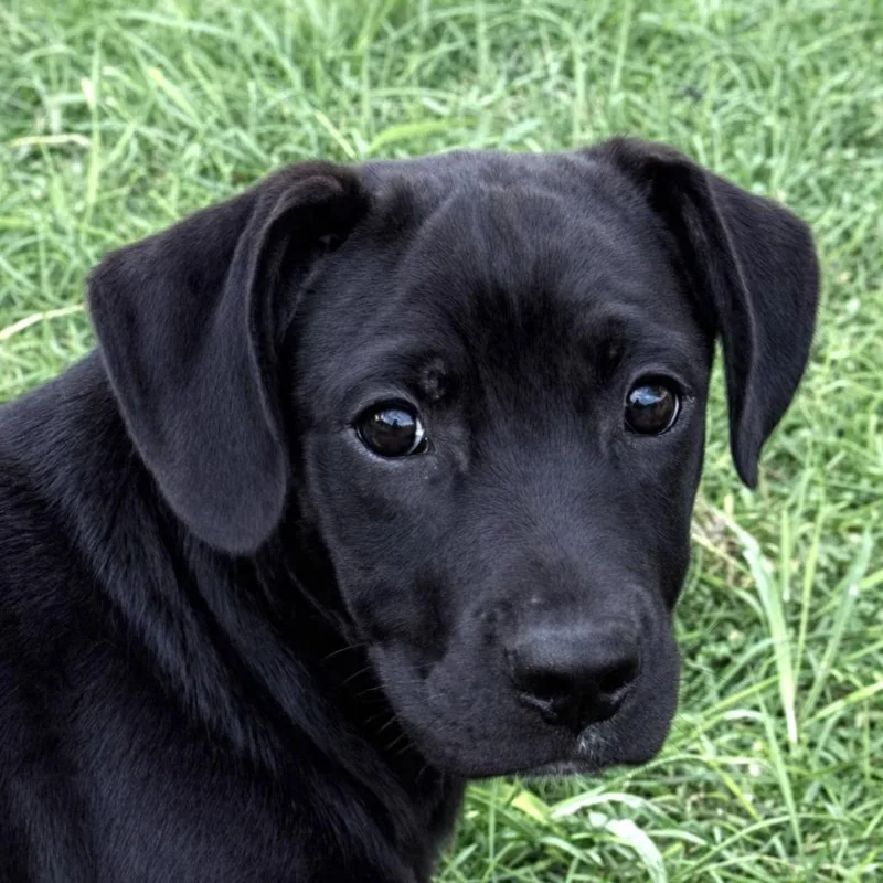 A baby medium-sized male Dachshund dog named Drifter for adoption in Brenham, TX