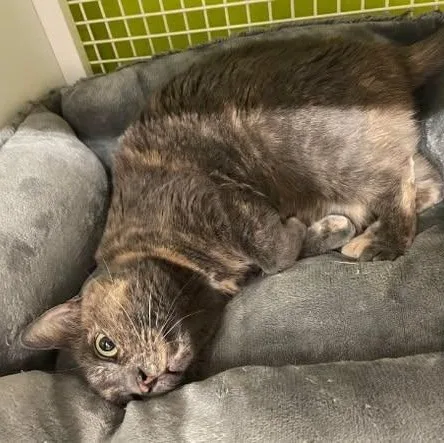 An adult medium-sized female Tortoiseshell American Shorthair cat named Alexa for adoption in Lincoln Park, NJ