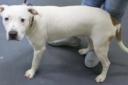 A young medium-sized male Terrier dog named Poncho for adoption in Picayune, MS