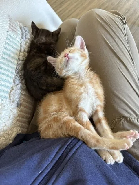 A baby medium-sized male Orange & White Tabby cat named Negroni for adoption in Santa Cruz, CA