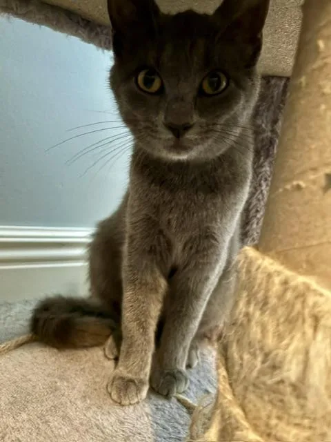 A young medium-sized female Brown / Chocolate Domestic Short Hair cat named Gracie for adoption in Karns City, PA