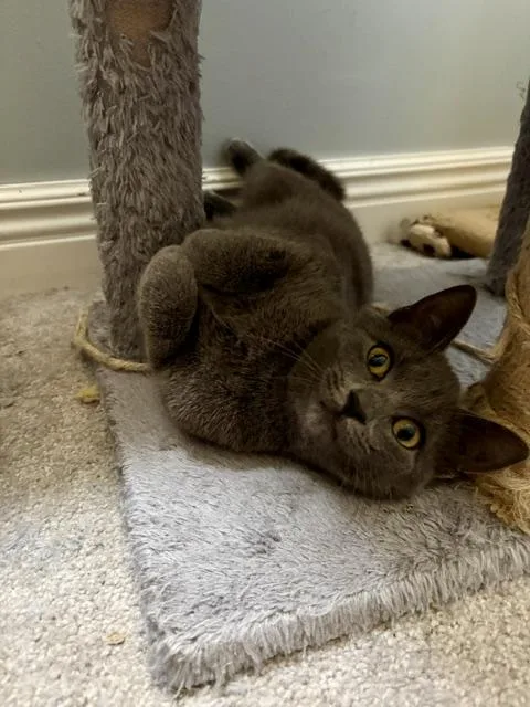 Gracie thumbnail 2