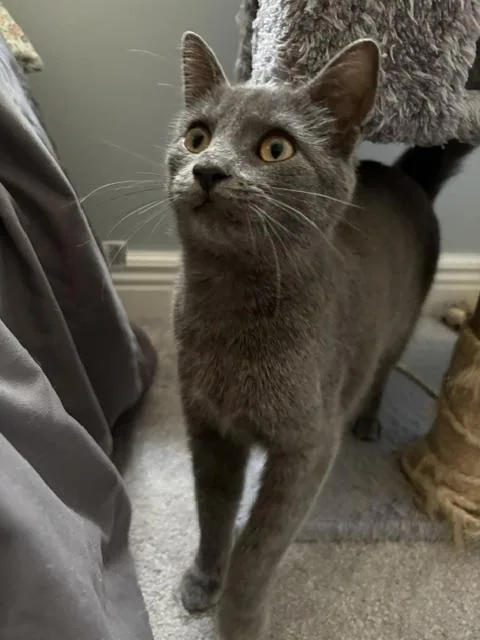 Gracie thumbnail 3