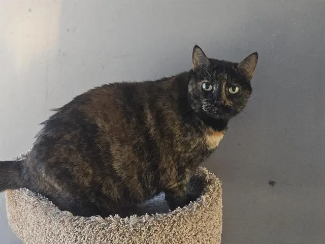 A senior medium-sized female Domestic Short Hair cat named Mickey for adoption in Auburn, CA