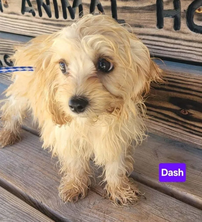 A baby small-sized male Yellow / Tan / Blond / Fawn Cavachon dog named Dash for adoption in Saint Clairsville, OH