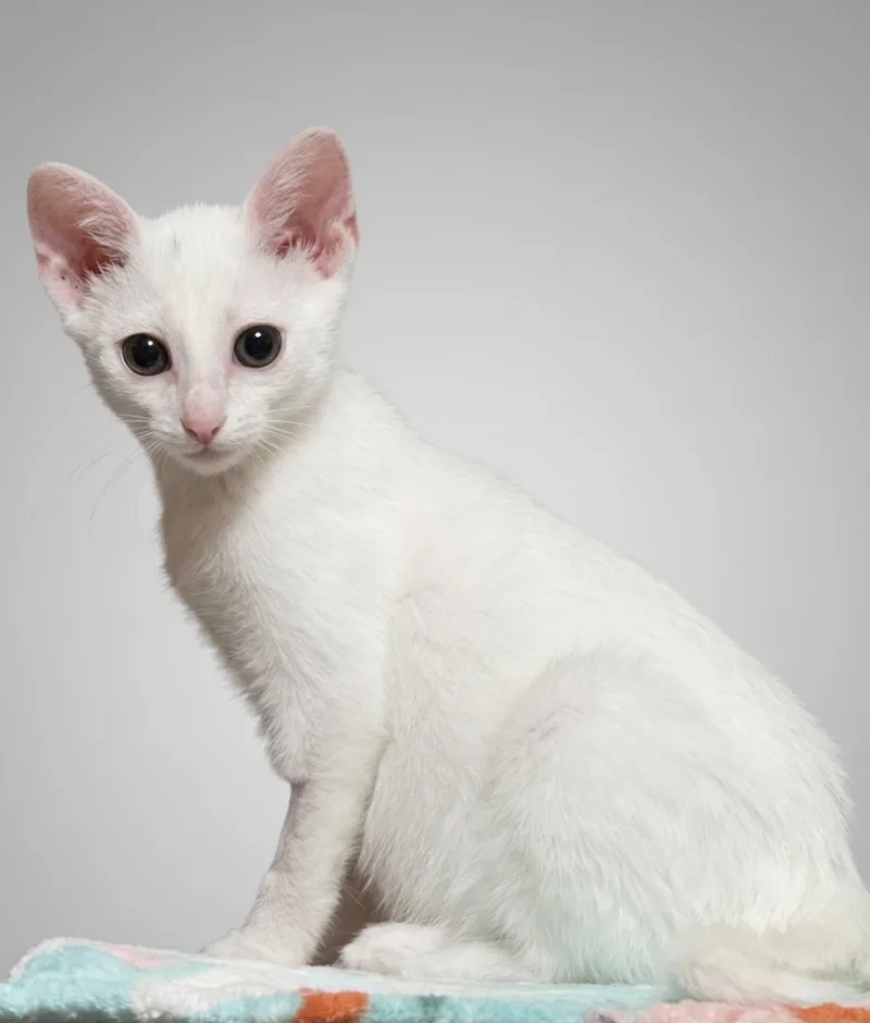 A baby medium-sized male White Domestic Short Hair cat named Sterling for adoption in Wyandotte, MI