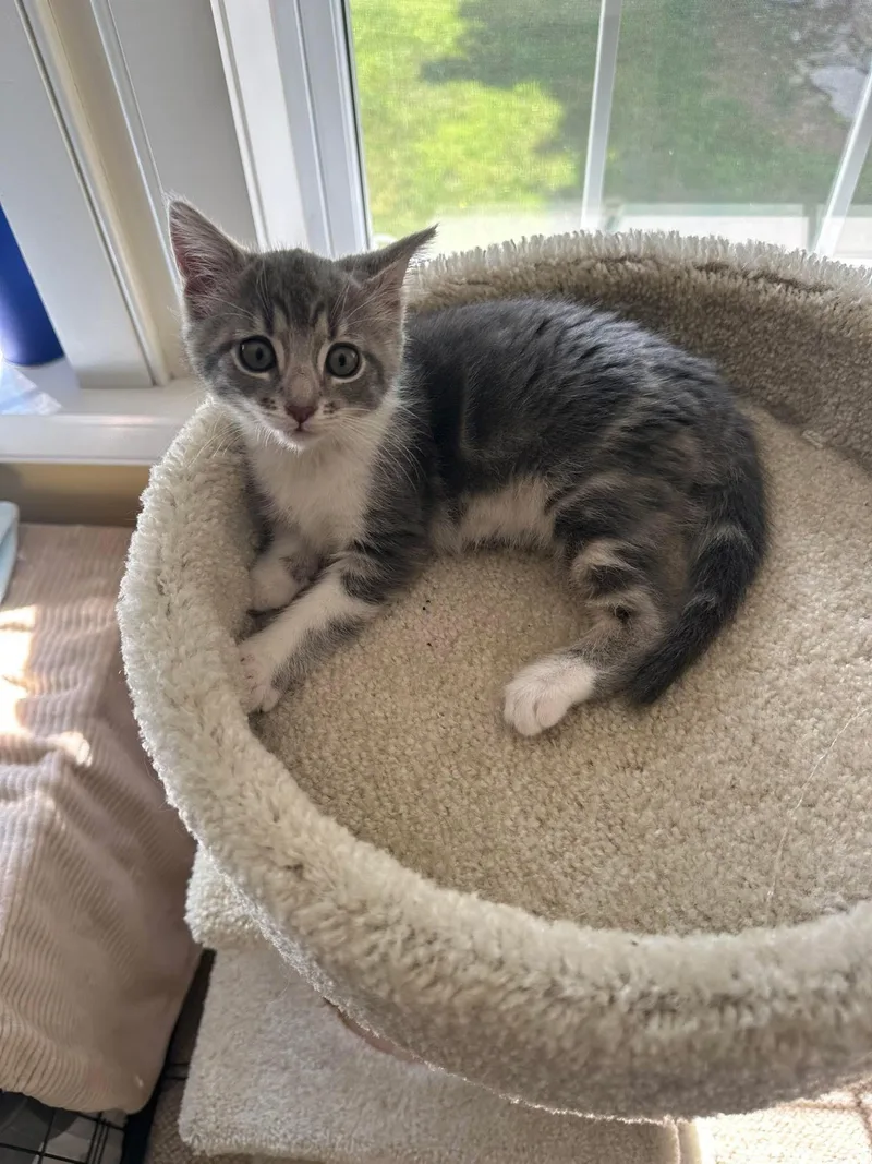 A baby medium-sized female Domestic Short Hair cat named Princess for adoption in Highland, NY