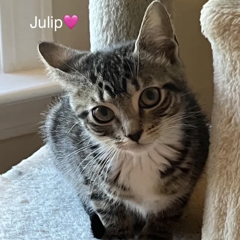 A baby small-sized female Brown / Chocolate Domestic Short Hair cat named Julip for adoption in Peachtree City, GA