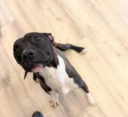 A young medium-sized male Pit Bull Terrier dog named Brave for adoption in Daytona Beach, FL