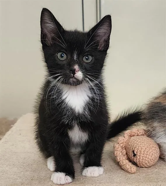 A baby small-sized male Domestic Short Hair cat named Westley for adoption in Sacramento, CA