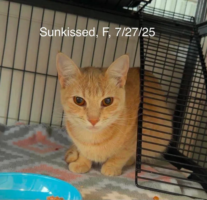 A young medium-sized female Domestic Short Hair cat named Sunkissed for adoption in Gouverneur, NY