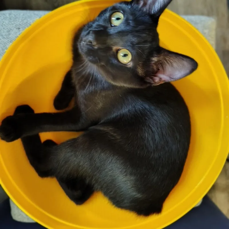 A young small-sized male Black American Bobtail cat named Calvin for adoption in Abbeville, SC