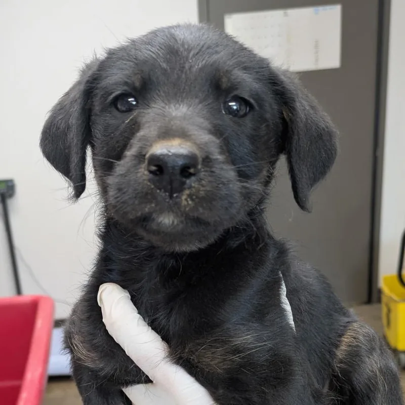 A baby small-sized male Black Labrador Retriever dog named Xylophone for adoption in Cleveland, MS
