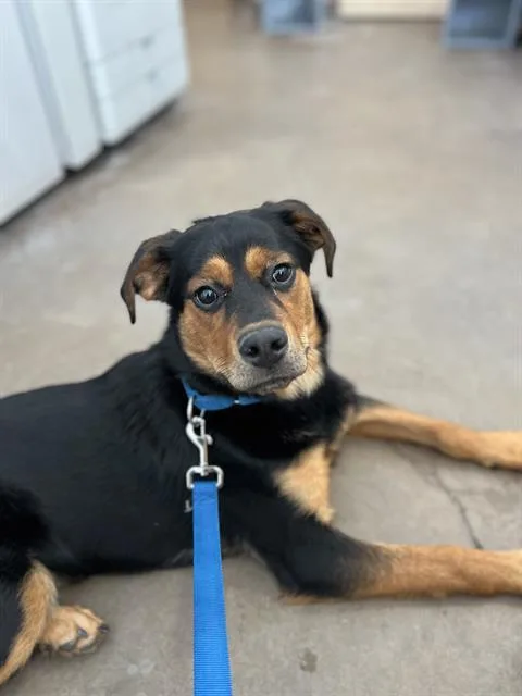A young large-sized female Mixed Breed dog named Allis for adoption in Dallas, TX