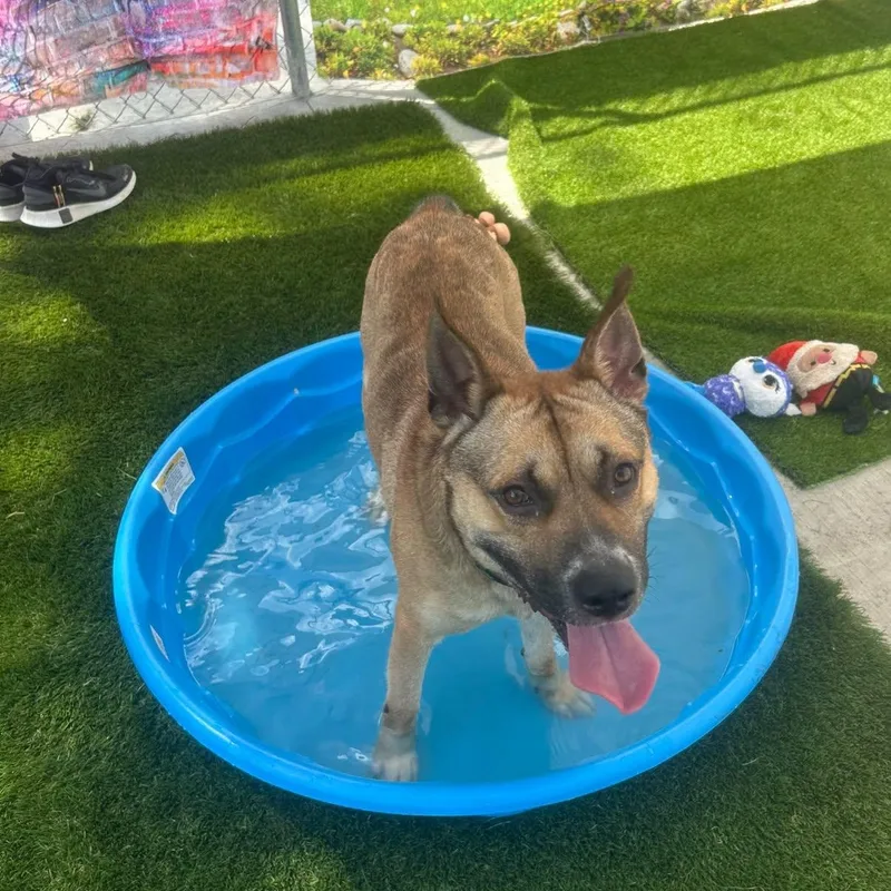 An adult medium-sized female Tricolor (Brown, Black, & White) Terrier dog named Sunny for adoption in Warren, OH