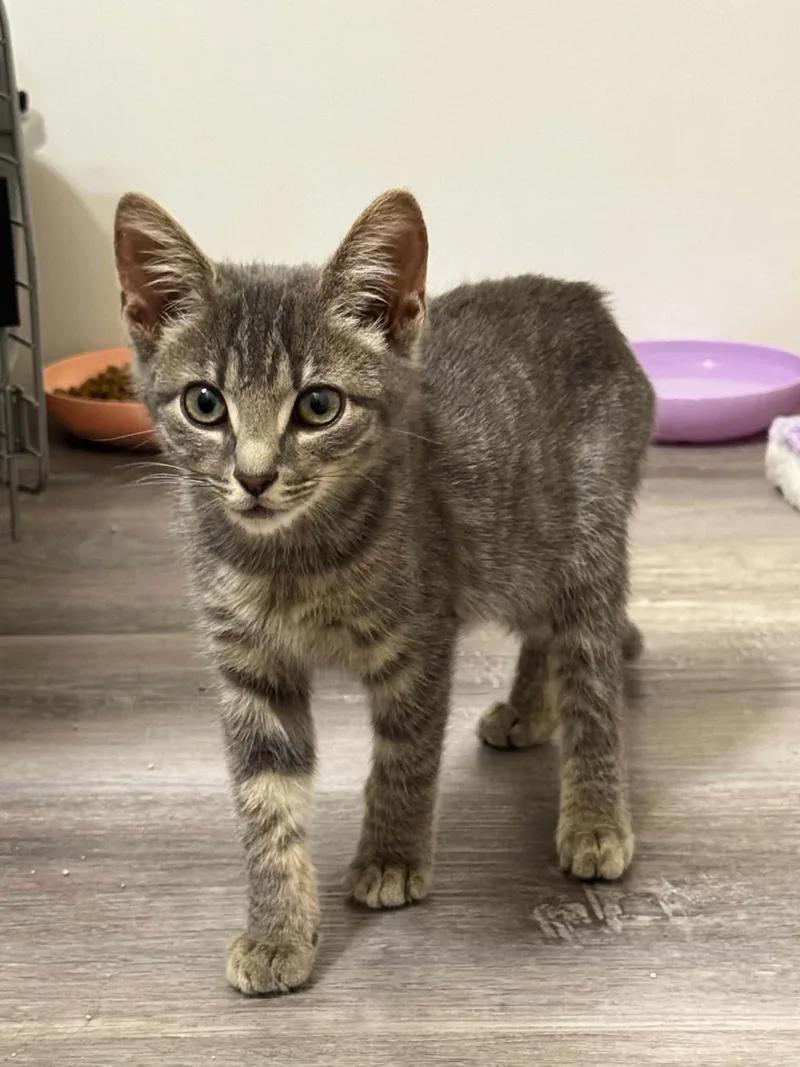 A baby medium-sized female Domestic Short Hair cat named Cricket for adoption in King George, VA