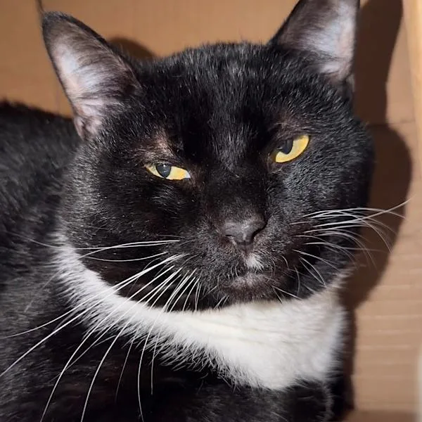 An adult medium-sized male Domestic Short Hair cat named Toes  Bonded With for adoption in Des Moines, IA