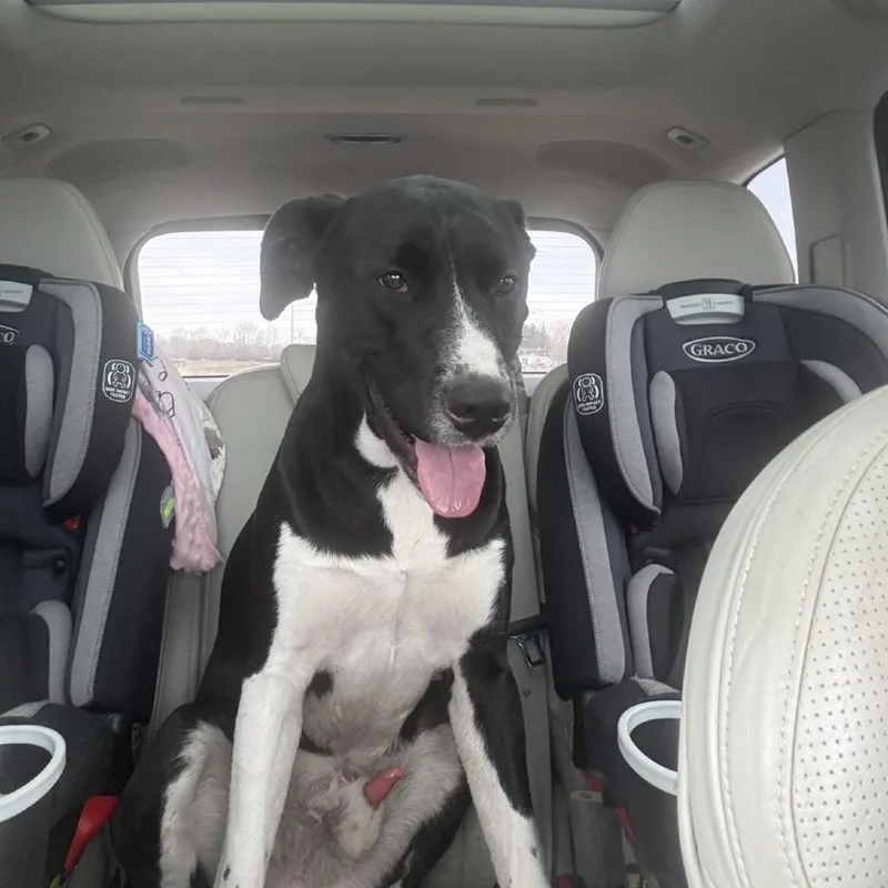 An adult large-sized male Black Labrador Retriever dog named Creek for adoption in Council Bluffs, IA
