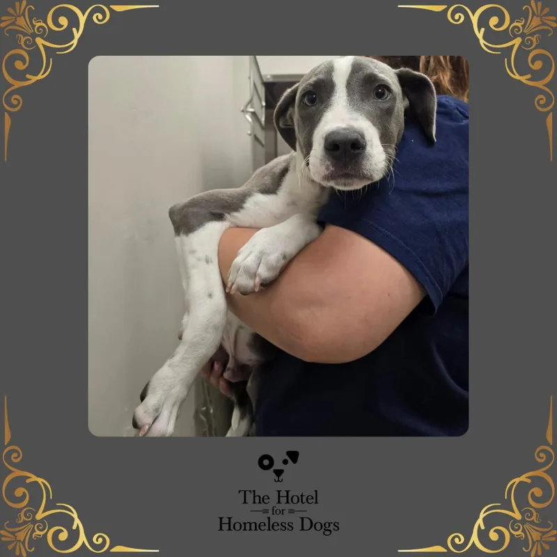 A baby medium-sized male Gray / Blue / Silver American Staffordshire Terrier dog named Grayson for adoption in Cumberland, RI