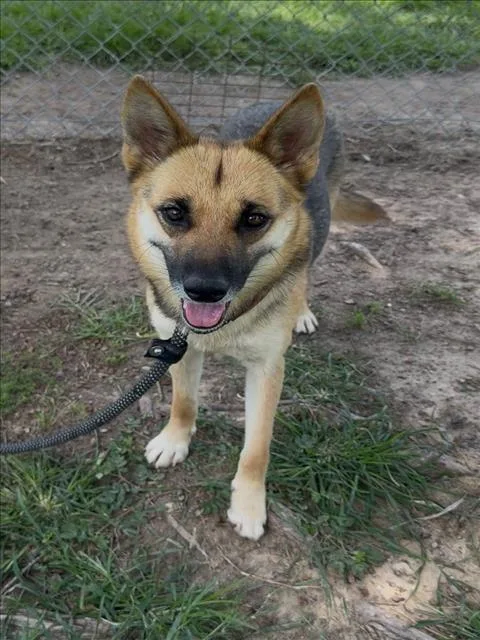 A young medium-sized female German Shepherd Dog dog named Shirley for adoption in Conroe, TX