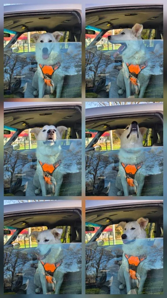 A young large-sized female Siberian Husky dog named Empress for adoption in Crocker, MO