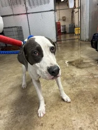 An adult medium-sized female Hound dog named Honey for adoption in Gainesville, FL