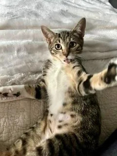 A baby small-sized female Domestic Short Hair cat named Bambi for adoption in Lake Wylie, SC