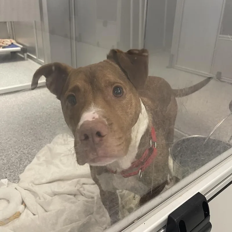 An adult medium-sized male Red / Chestnut / Orange Mixed Breed dog named Rambo for adoption in Mentor, OH