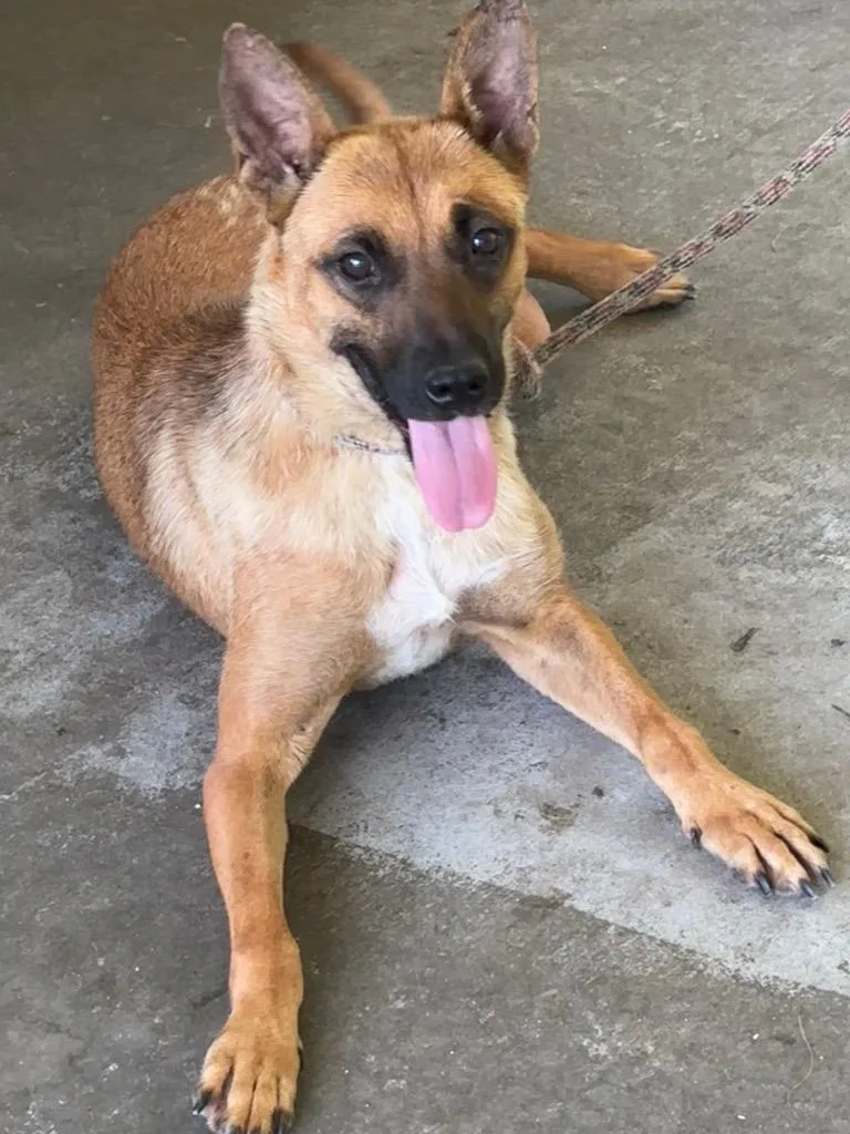 A young medium-sized female Shepherd dog named Topsy for adoption in Swainsboro, GA