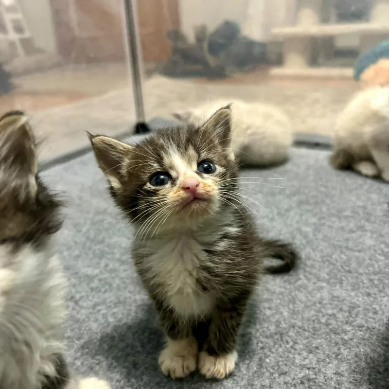 A baby small-sized female Brown / Chocolate Domestic Short Hair cat named Nessie for adoption in Harrisonburg, VA